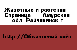  Животные и растения - Страница 11 . Амурская обл.,Райчихинск г.